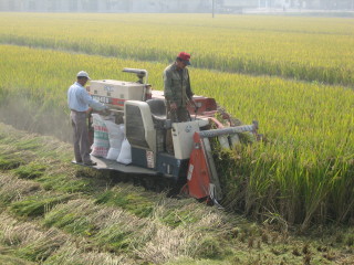 Rice Harvester